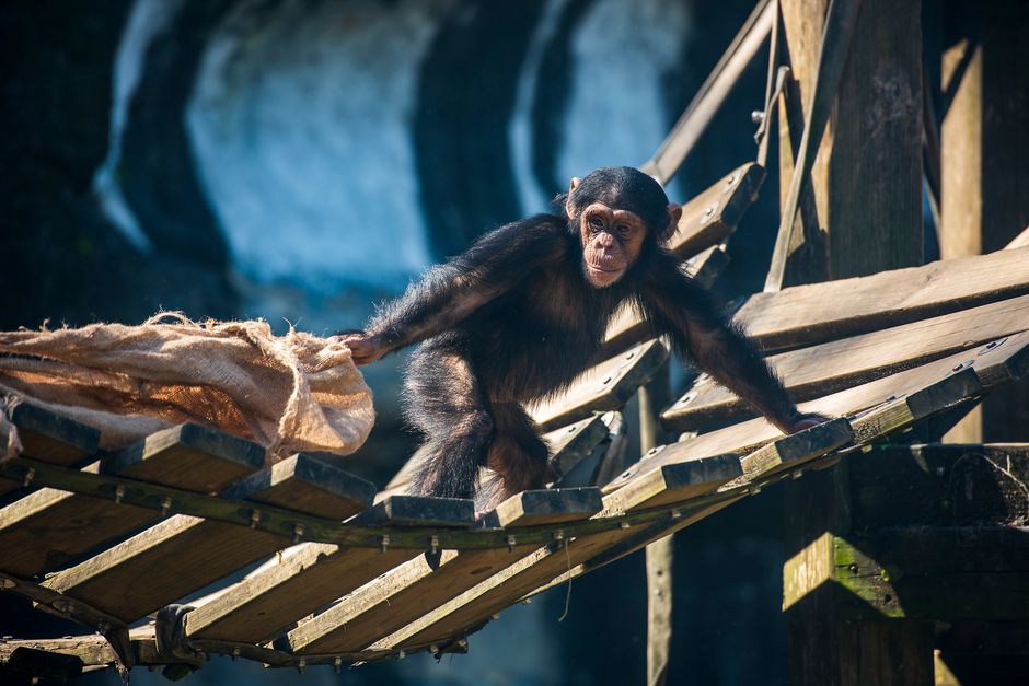 Chessington World of Adventures event waste clearance tips